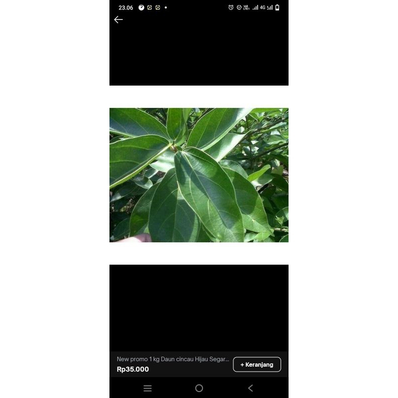 

New Promo 1kg Daun Cincau Hijau segar/ Bukan Cincau rambat bulu