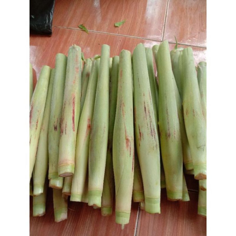 

sayur terubuk segar /tebu telur