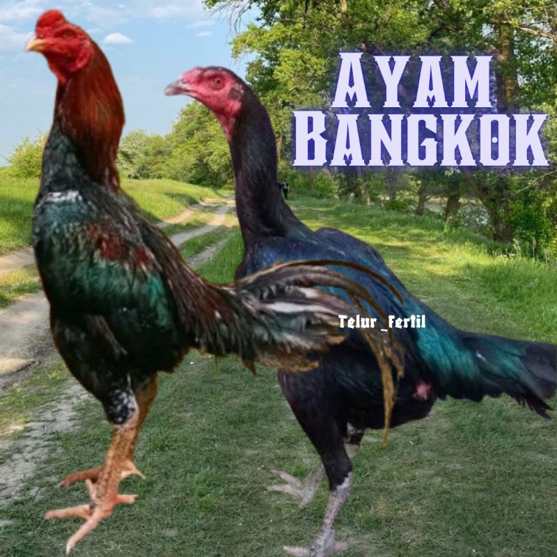 telur ayam bangkok original untuk di tetaskan
