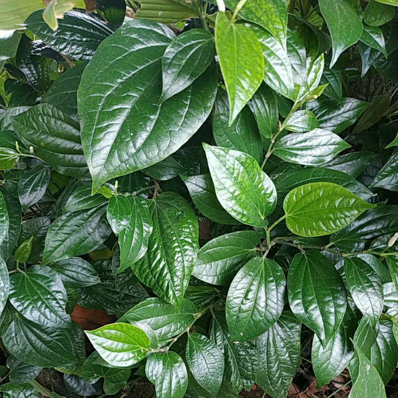 

Daun sirih temurose / Sirih hijau segar 25 lembar