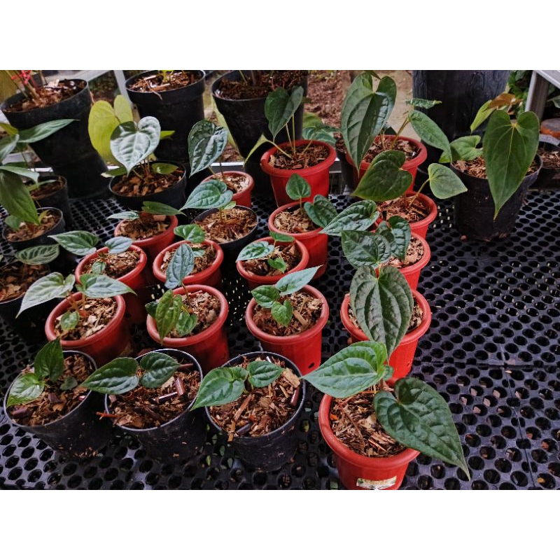 anthurium dark Phoenix x luxurian ecuador