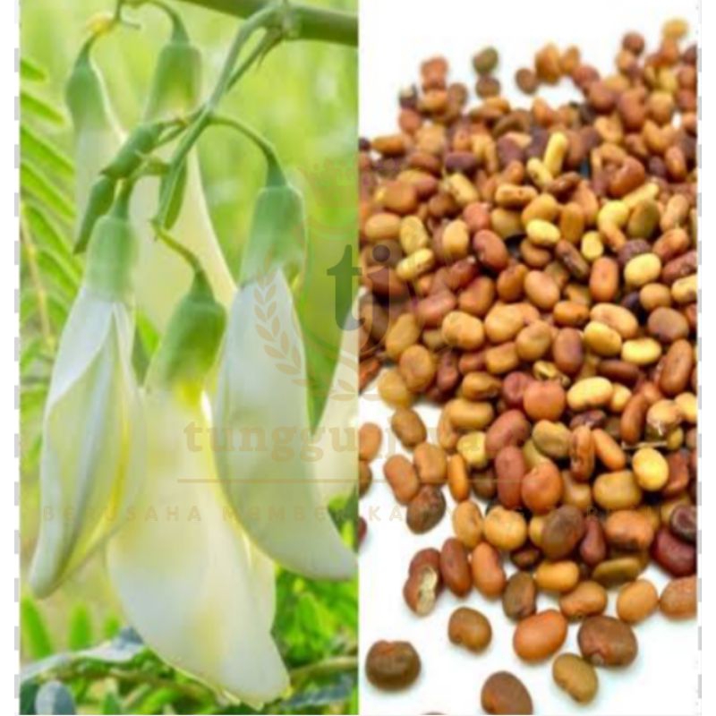 100 Butir>Biji Benih Turi Sayur Bunga Putih | Biji Kembang Turi