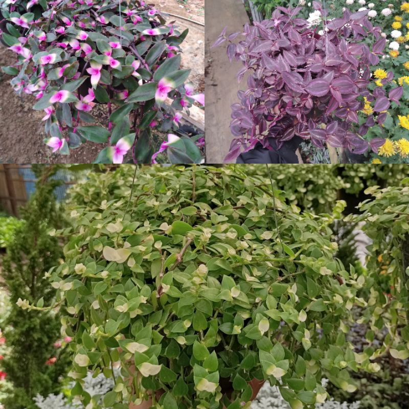 Tanaman Hias Gantung Indoor