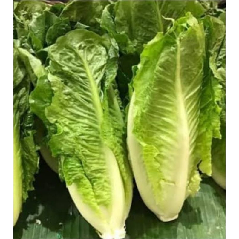 

romen letucce