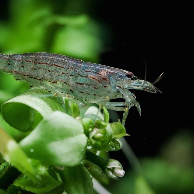 Amano Shrimp hiasan & pembersih aquarium