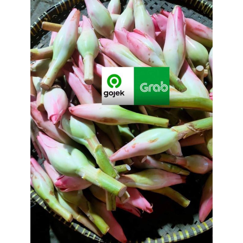 

bunga kecombrang 1pcs