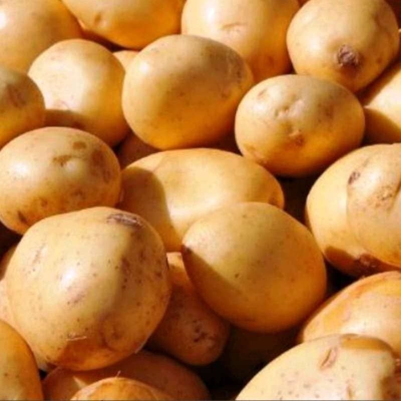 

TERMURAH!!! Kentang Kuning Kualitas Premium