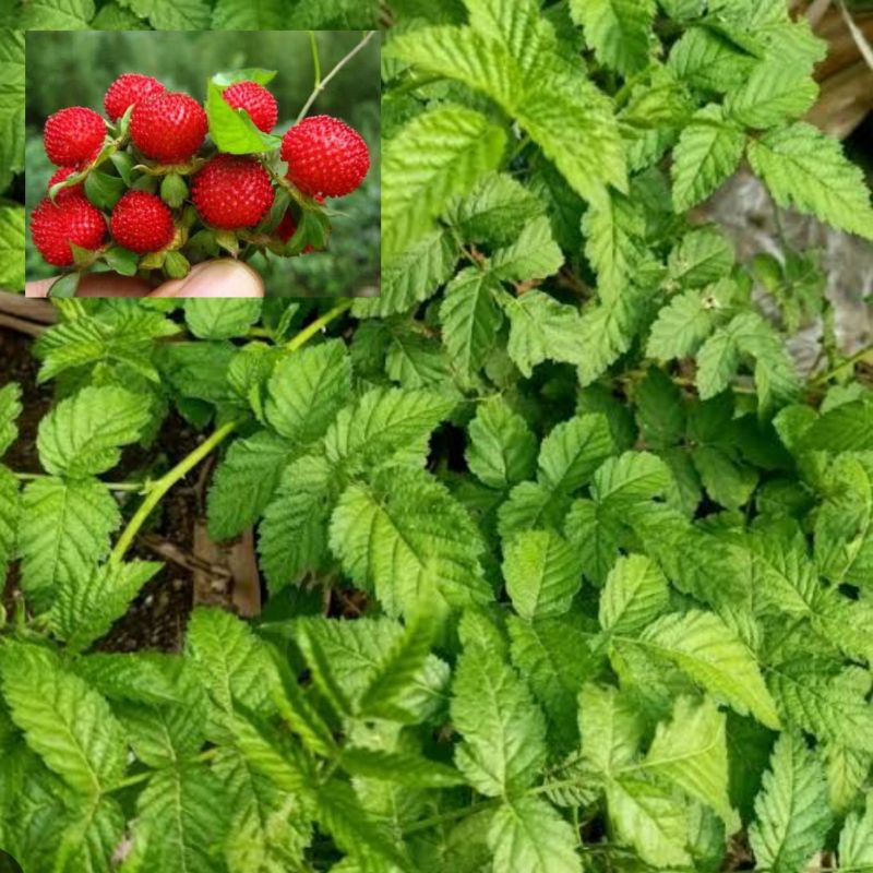 

Daun arbenan segar fresh 500 gram