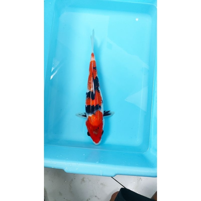 ikan koi blitar showa 38 cm