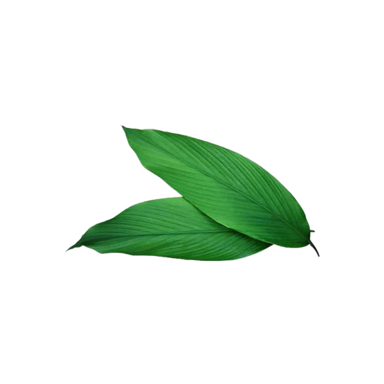 

Daun Kunyit - 100 Gram