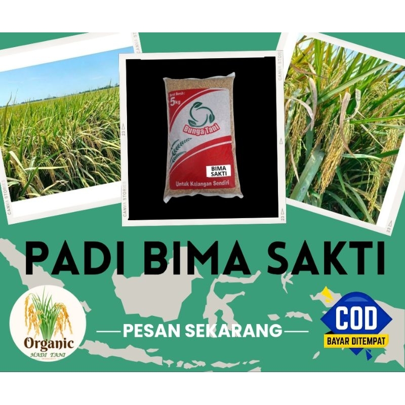 BENIH PADI PREMIUM BIMA SAKTI KEMASAN 5KG