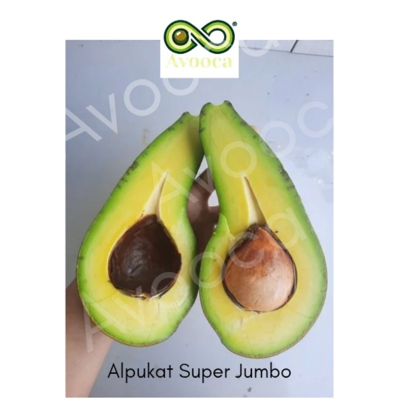

Alpukat Mentega Super Legit Bali