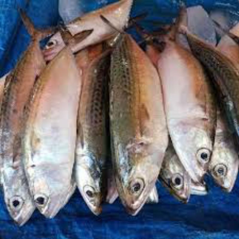 

GEMBUNG KURING IKAN SEGAR