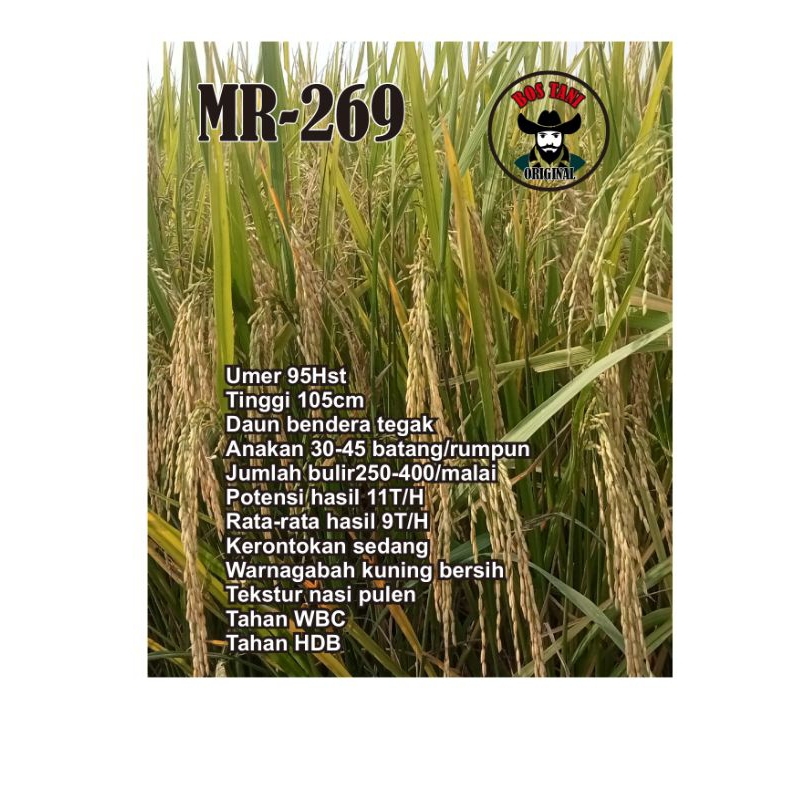 Bibit Padi Unggul MR-269