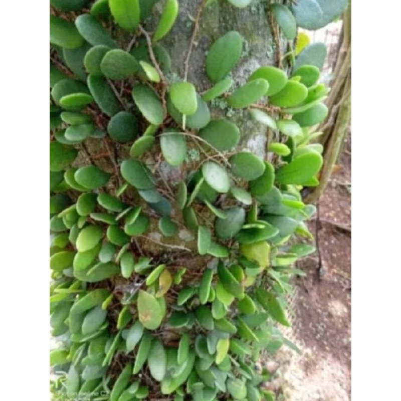 

Daun picisan ataun sisik naga 500gr Fress