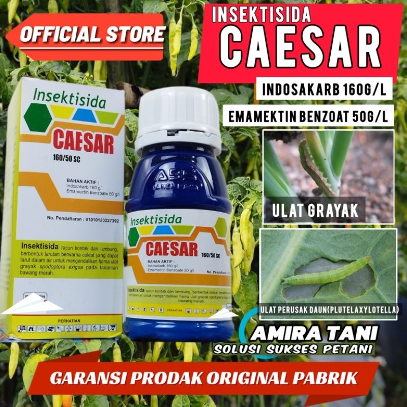Insektisida Caesar basmi hama ulat bawang kebal