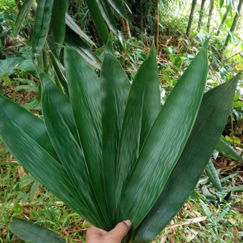

JUAL DAUN BAMBU SEGAR SIAP KIRIM -100 LEMBAR