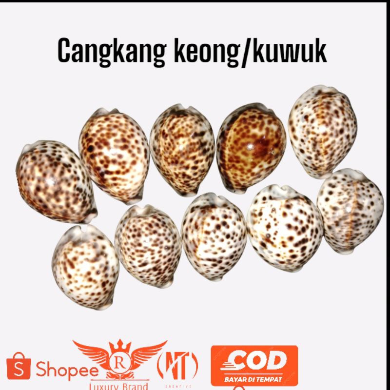 

cangkang kuwung/cangkang kuwuk besar