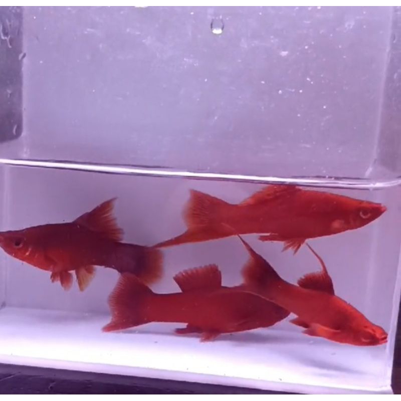 Platy.Blood.red