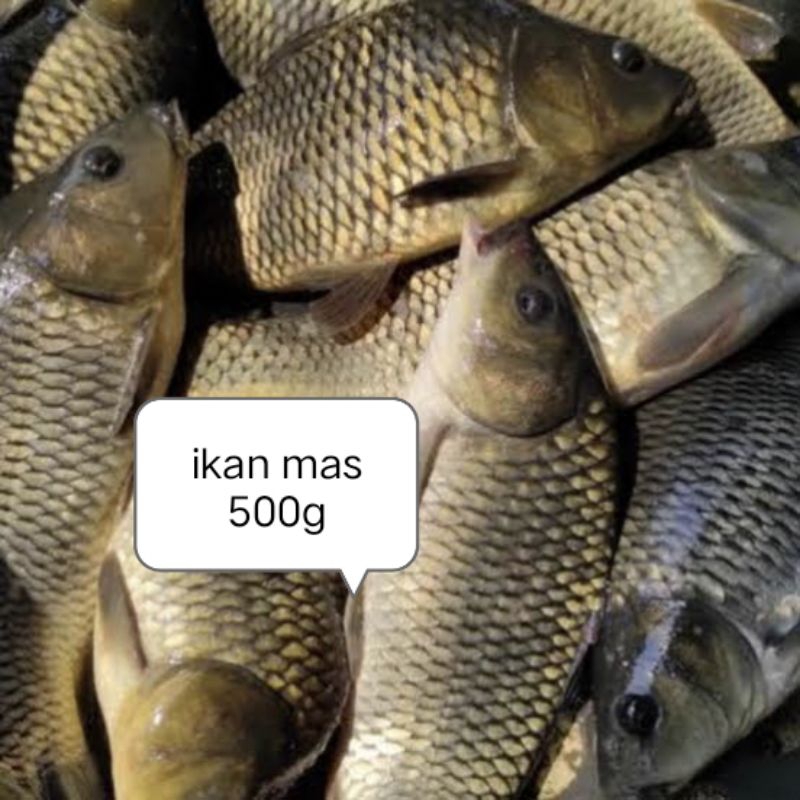 

Ikan mas segar fresh pasar pagi 500gram