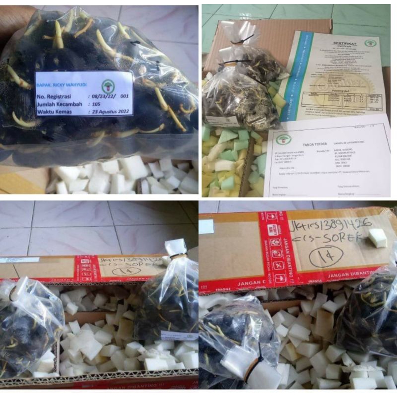 COD READY Bibit kelapa Sawit DxP SEU SUPREME Original