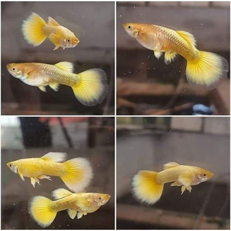 Ikan guppy full gold siap ternak