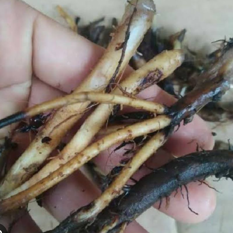 

Akar pohon pisang segar 250 gram