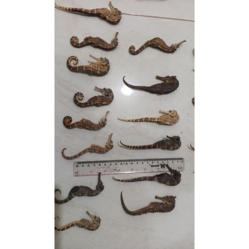

Kuda laut 25 biji Spesial 10cm keatas