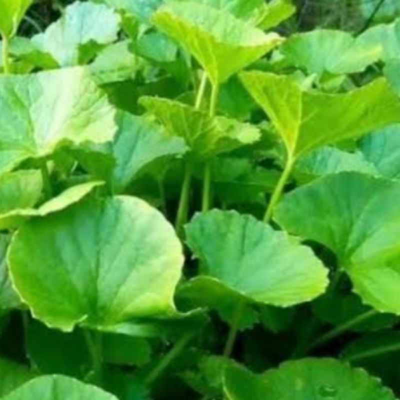 

Daun pegagan segar Organik paket 500 gram
