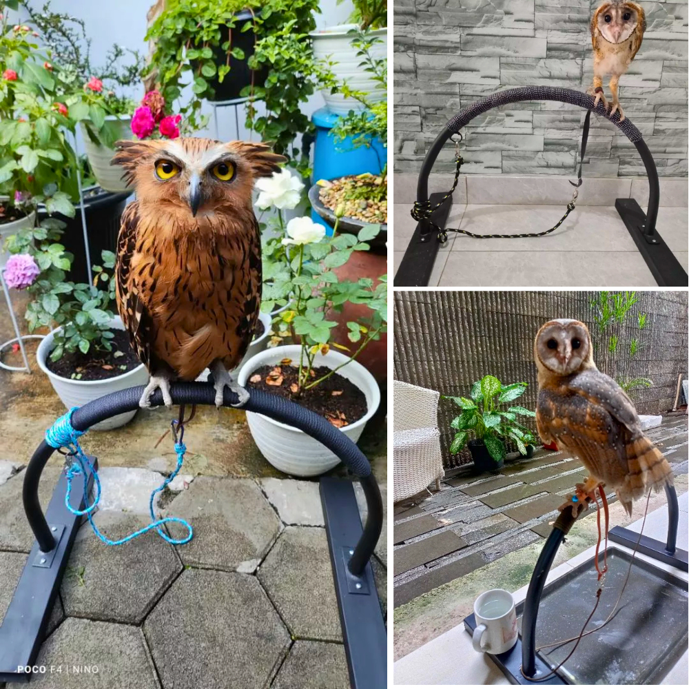 Tangkringan burung elang dan burung hantu / Tangkringan burung bentuk D