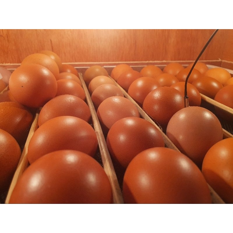 

Telur fertil original ayam elba petelur