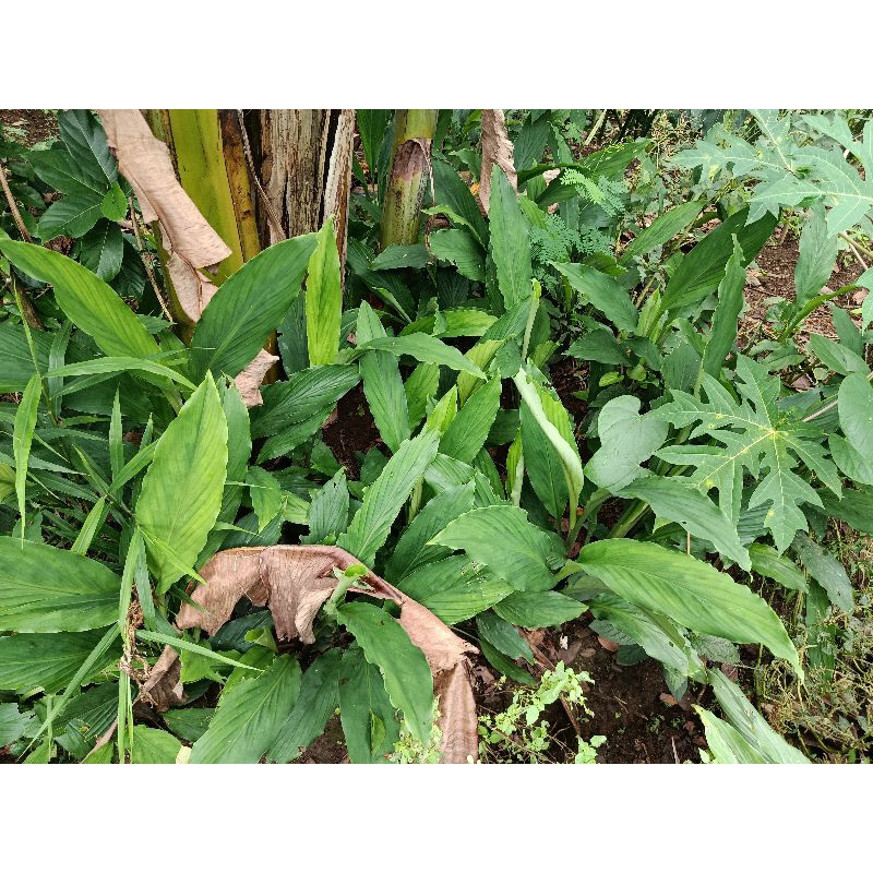 

Kunyit Putih Gombyok 1 kg