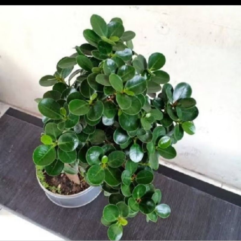 Bonsai Dolar mangkok Dolar mikro ORI ukuran sedang Beringin korea termurah