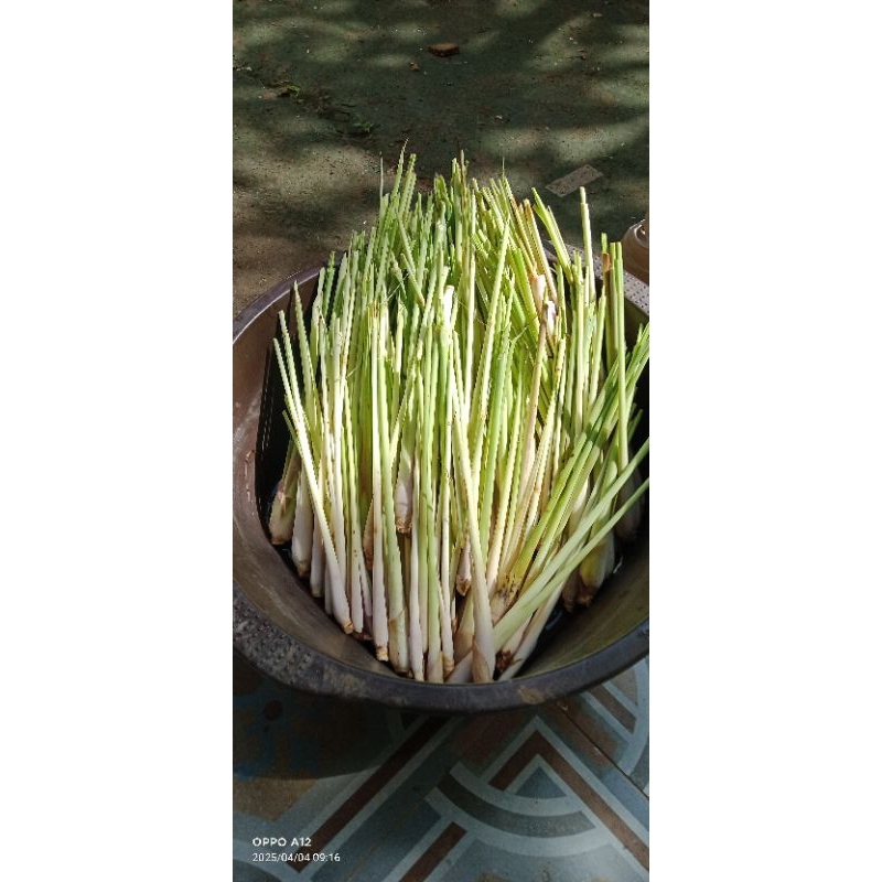 

sereh seray segar 500 gr fresh