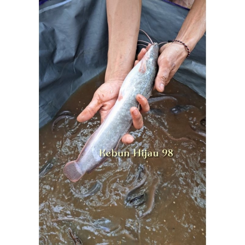 

Ikan Lele Segar Lele hidup ukuran 25CM-40CM ready ukuran Jumbo Instant/Sameday only SXI/Gojek/Grab