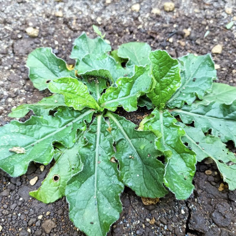 

Daun tapak liman segar fresh dipetik dadakan waktu dipesan utuh sampai akar 1kg