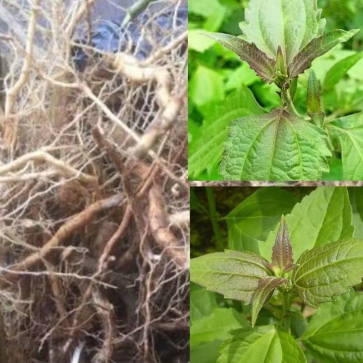 

Akar kopasanda segar petik langsung 500 gram