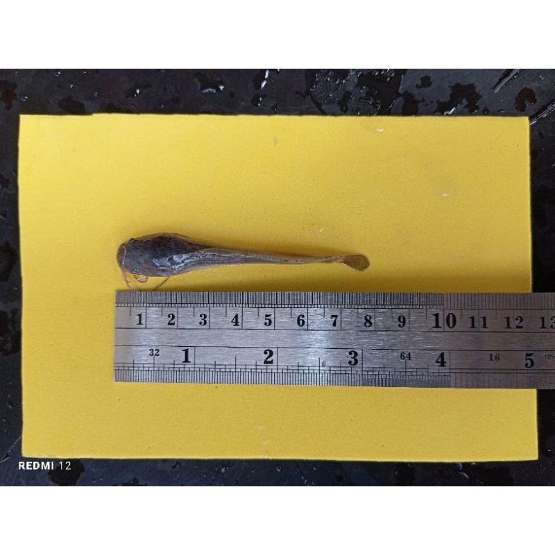 Bibit Lele Sangkuriang Uk.7-8cm