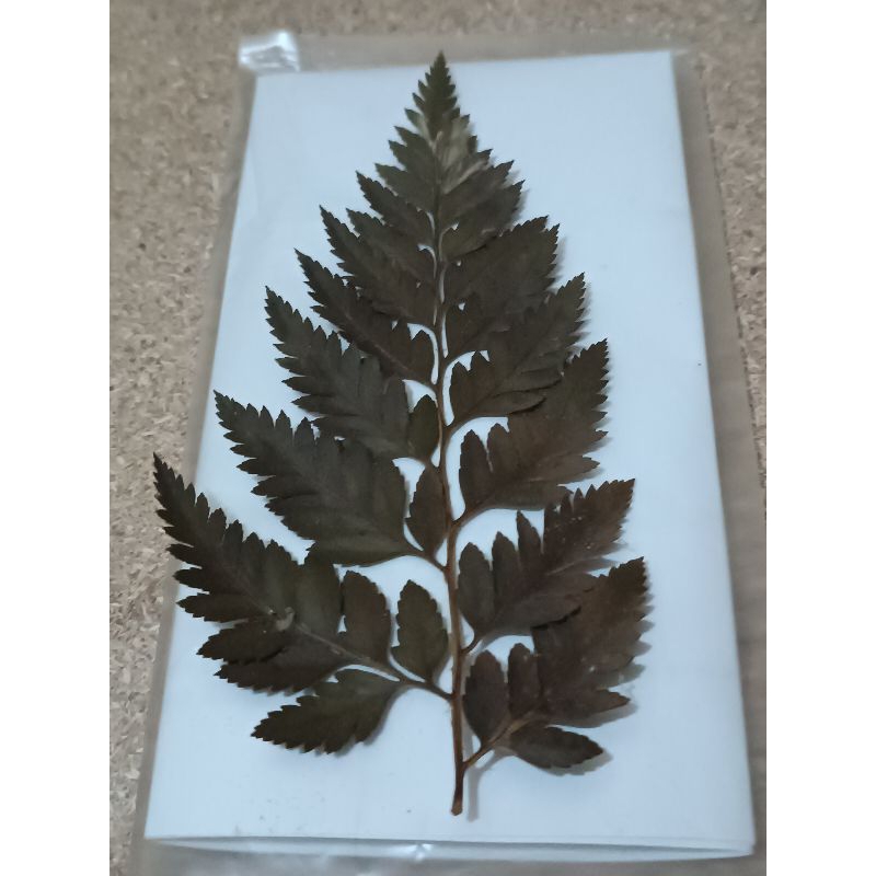 

Pressed Pakis Leaves, Dried flower, Dried Leaves, Daun Pakis, Pteridophyta