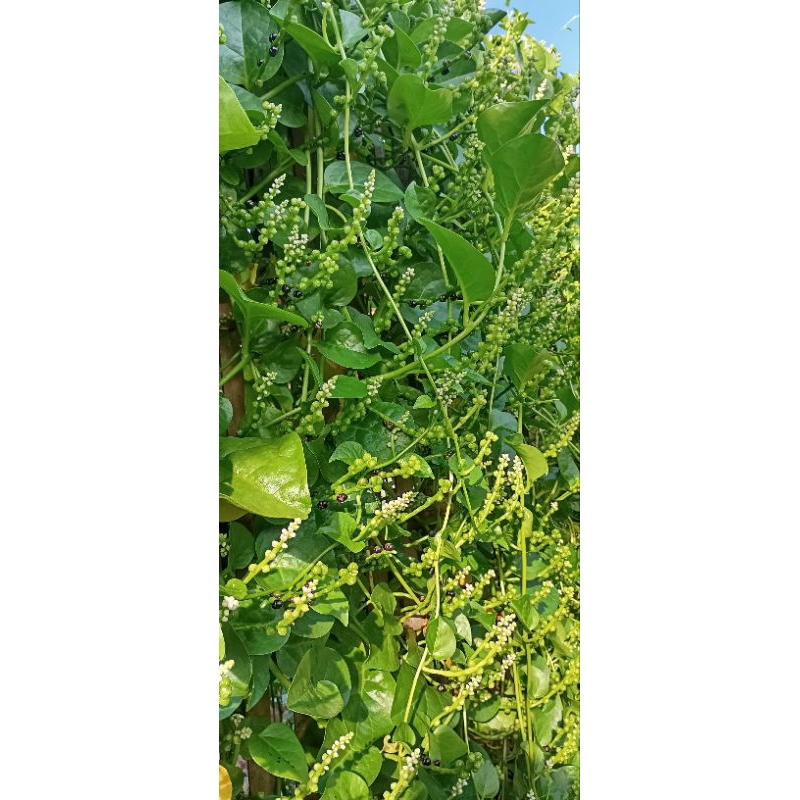 

angkung kering 100 biji