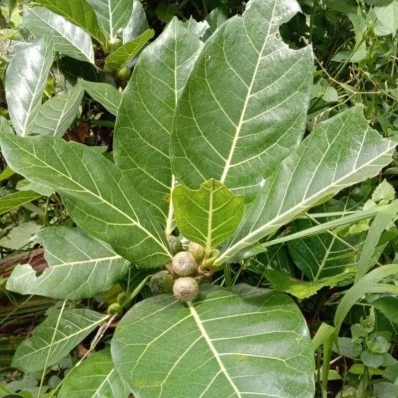

Daun awar awar atau daun kuciat segar paket 1 kg