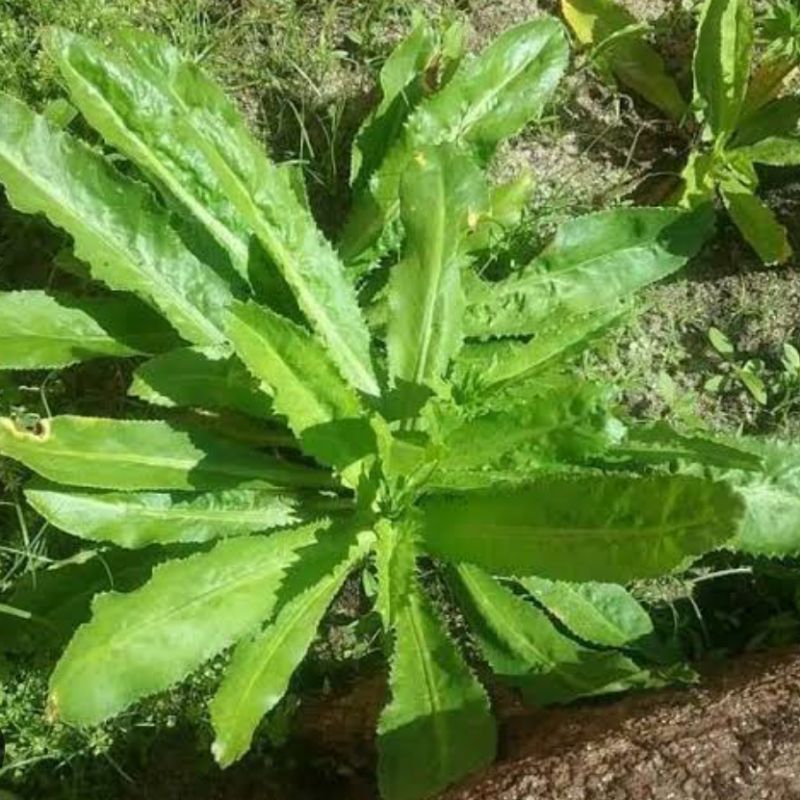 

Daun walang sangit segar paket 1 kg