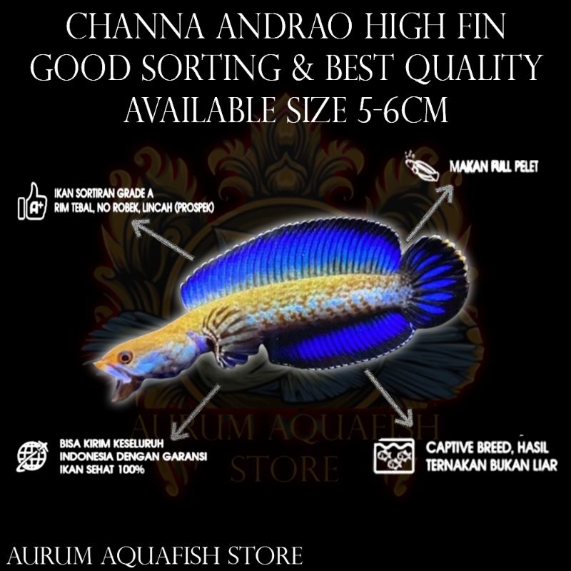 Stiker Tempel Channa Andrao High Fin Grade A+ - Channa Gabus Hias - Andrao Gondrong