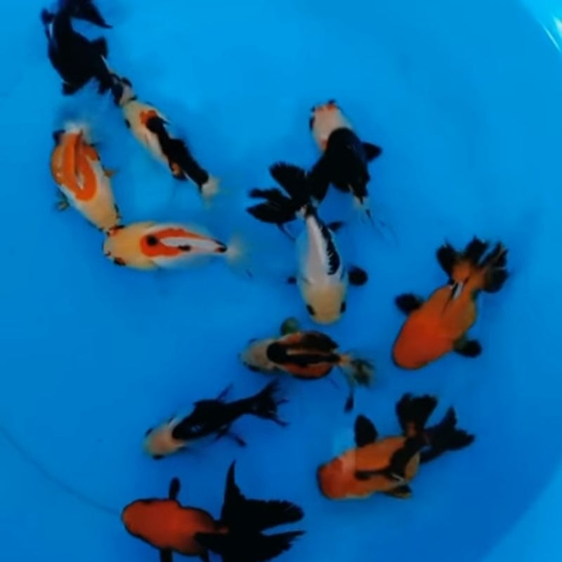 ikan Hias koki Panda uk M