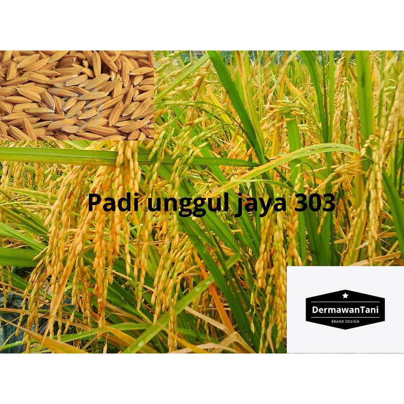 BENIH PADI UNGGUL JAYA BERPOTENSI TINGGI PETANI MILENIAL kemasan 1kg