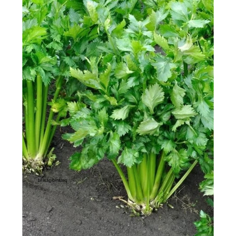 Bibit Benih Seledri Sehat dan Fres Siap Tanam