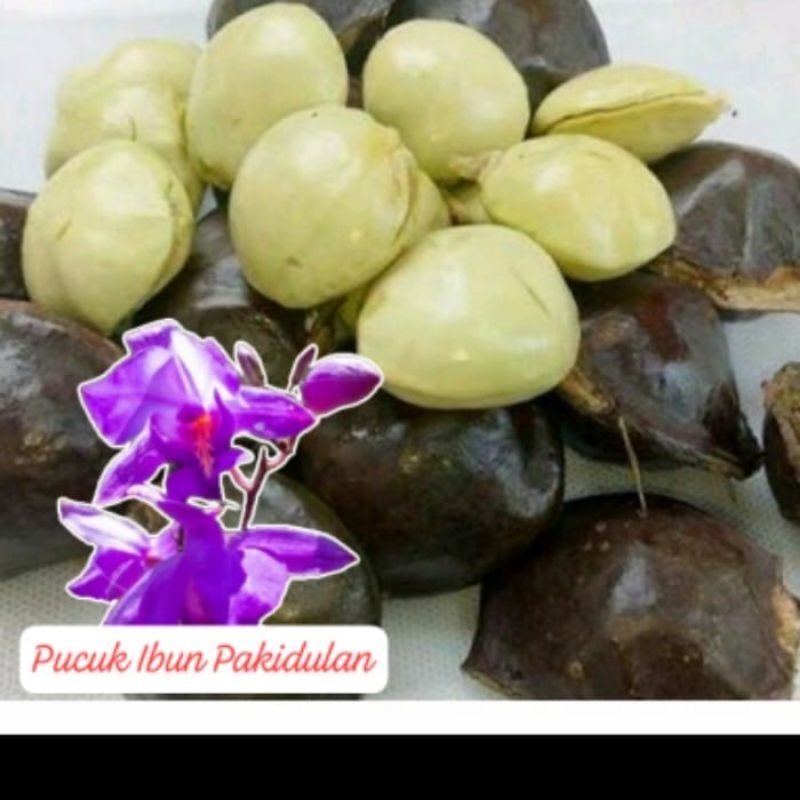 

jengkol muda segar pres kulit/500g