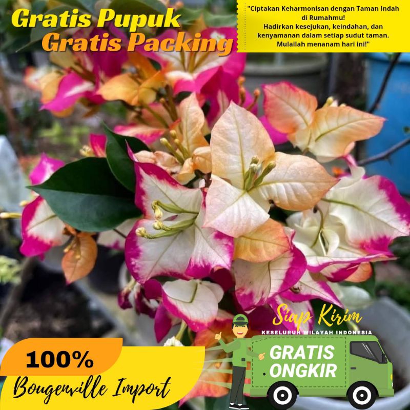 Sufia Indiana + packing