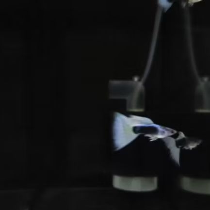 Guppy sepasang Hb white