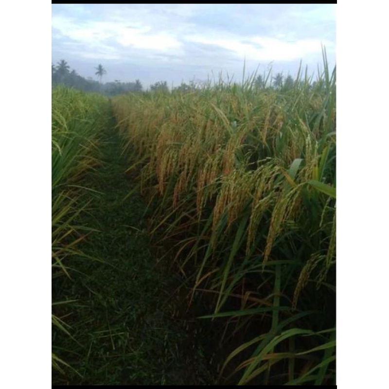 Benih/bibit padi sertani13 berkualitas dan super unggul kemasan 5kg